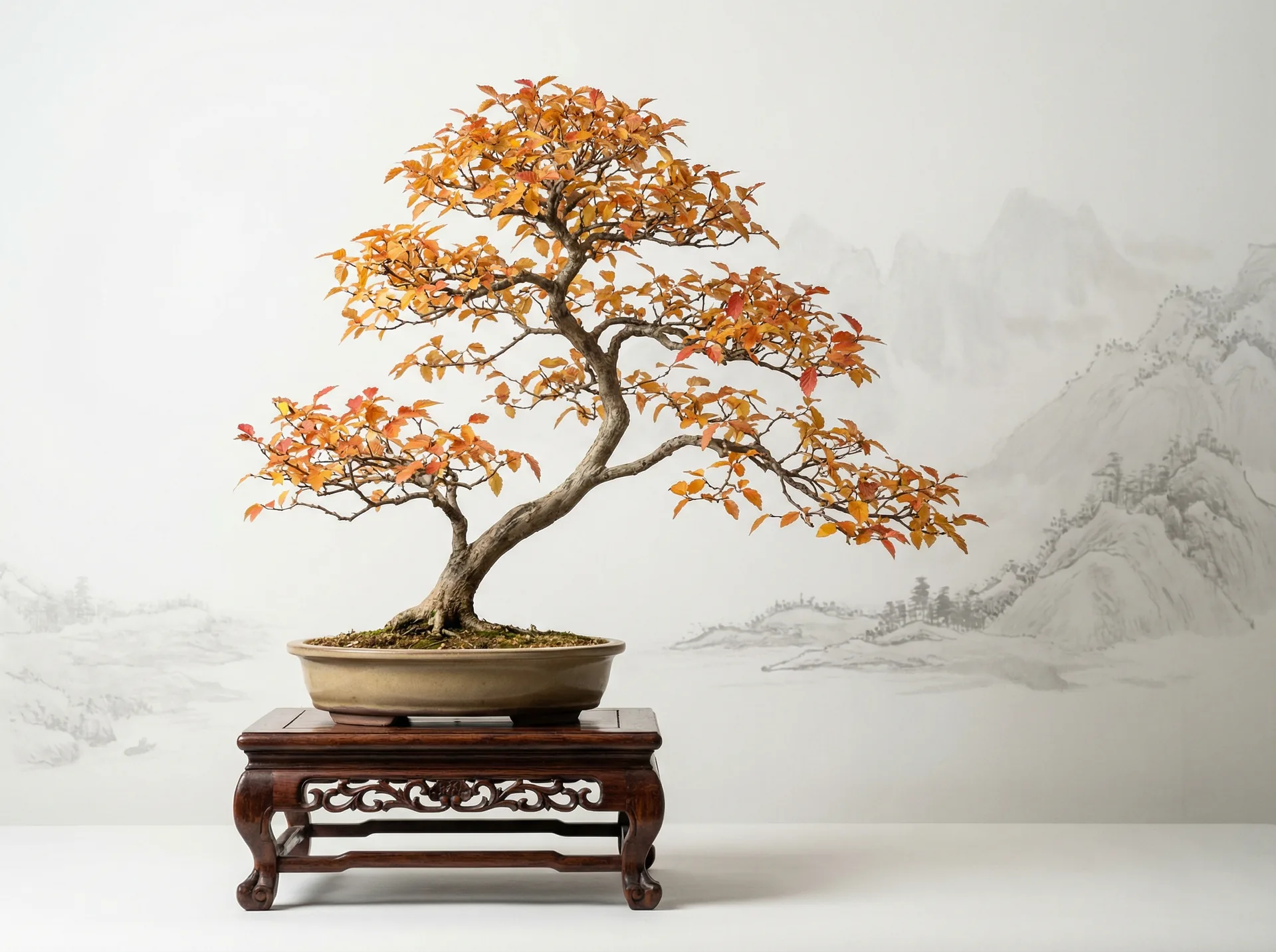 榆树盆景 - 集芳阁 | 秋色金黄